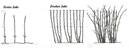 Himbeeren schneiden
